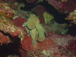Octopus at night- Roatan, HA. Taken using Sony F-707 in I... by Dan Pearson 
